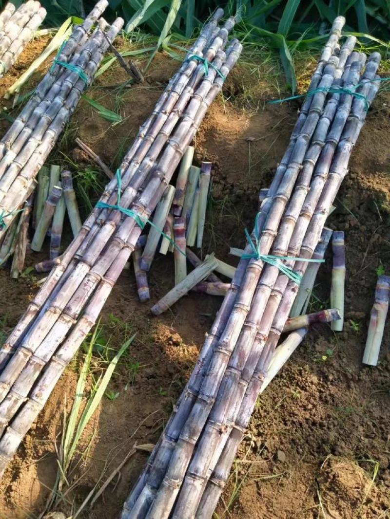 广西黑皮甘蔗产地直供，一手货源没有中间价，免费视频看货