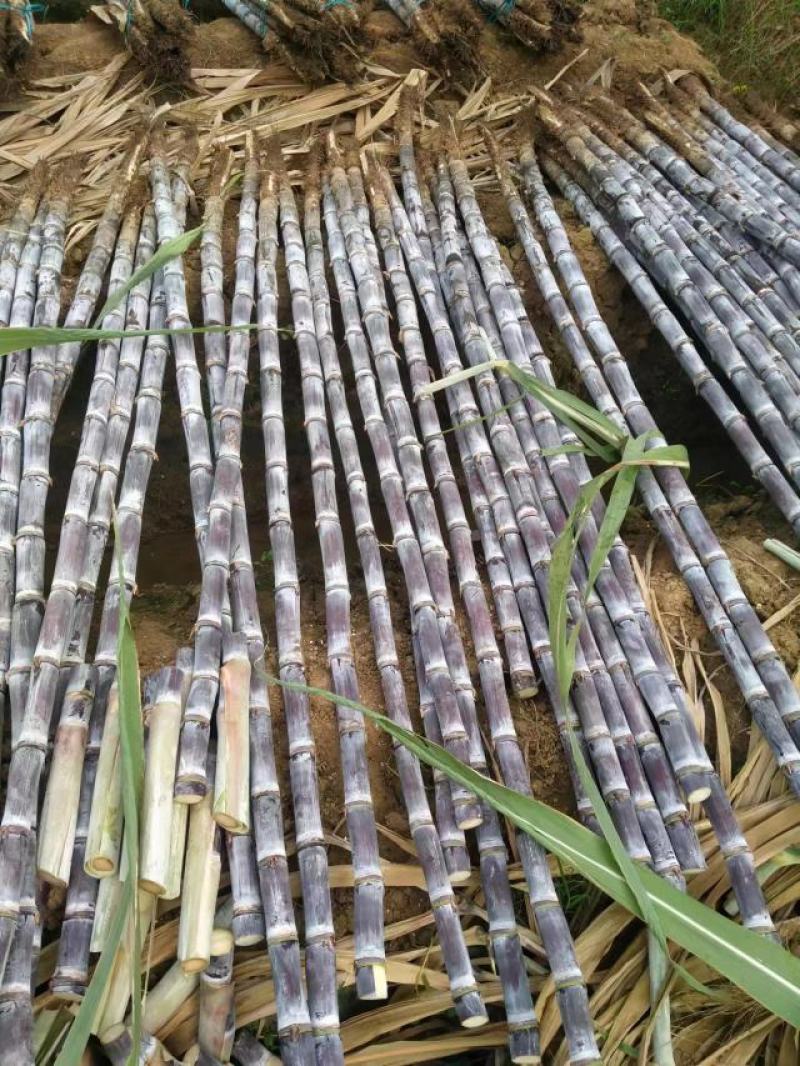 广西黑皮甘蔗产地直供，一手货源没有中间价，免费视频看货