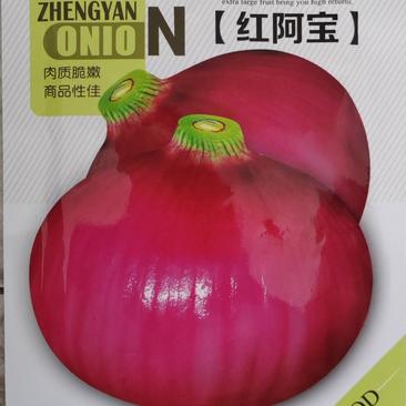 二红洋葱种子大果形半高桩洋葱种子表皮紫红色