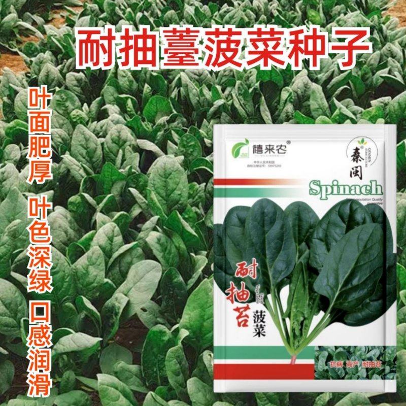 耐抽苔菠菜种子大叶菠菜种籽高产量四季播抗病耐热蔬菜种子