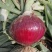 二红洋葱种子大果形半高桩洋葱种子表皮紫红色