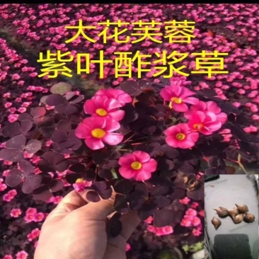大花芙蓉紫叶酢浆草大花芙蓉紫叶酢浆草种球现货