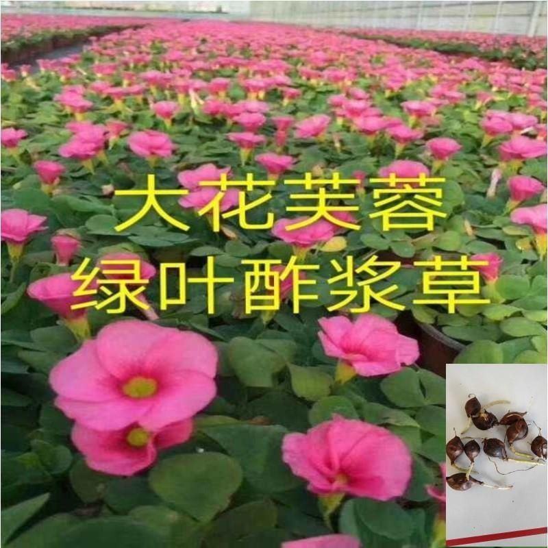 大花芙蓉紫叶酢浆草大花芙蓉紫叶酢浆草种球现货