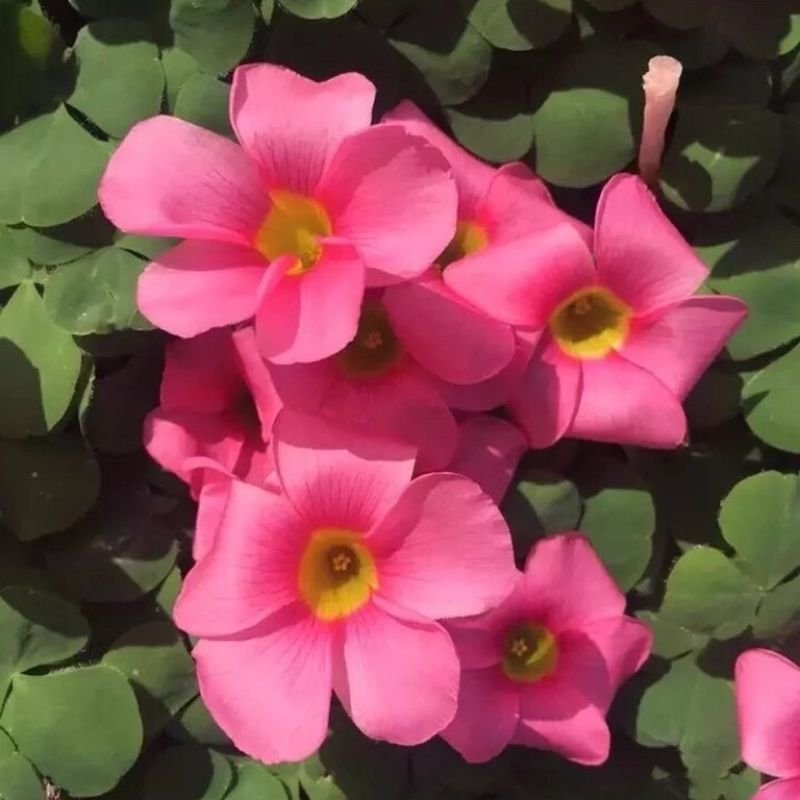 大花芙蓉紫叶酢浆草大花芙蓉紫叶酢浆草种球现货