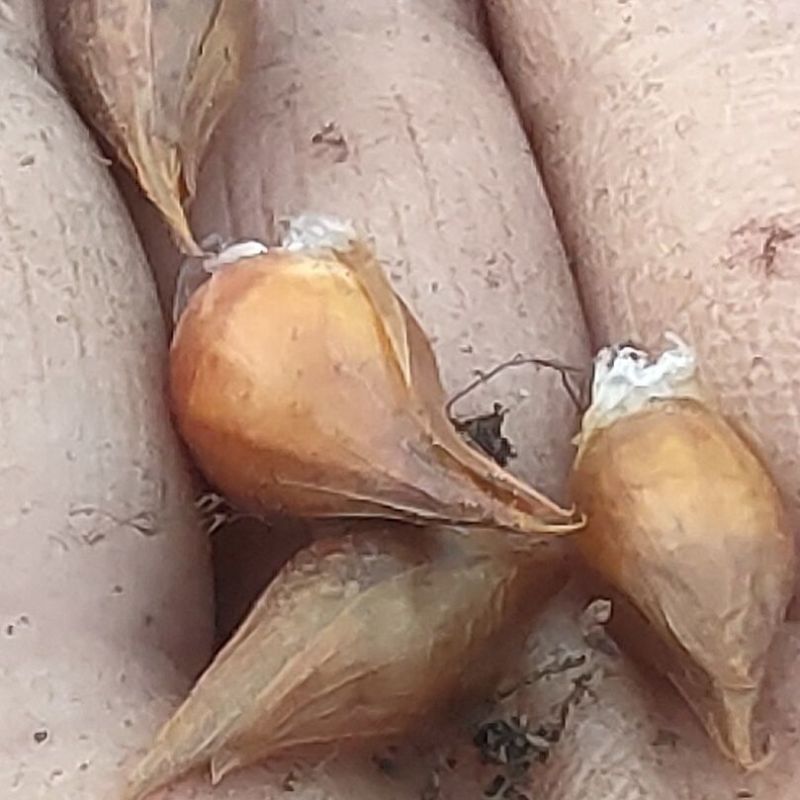 大花芙蓉紫叶酢浆草大花芙蓉紫叶酢浆草种球现货