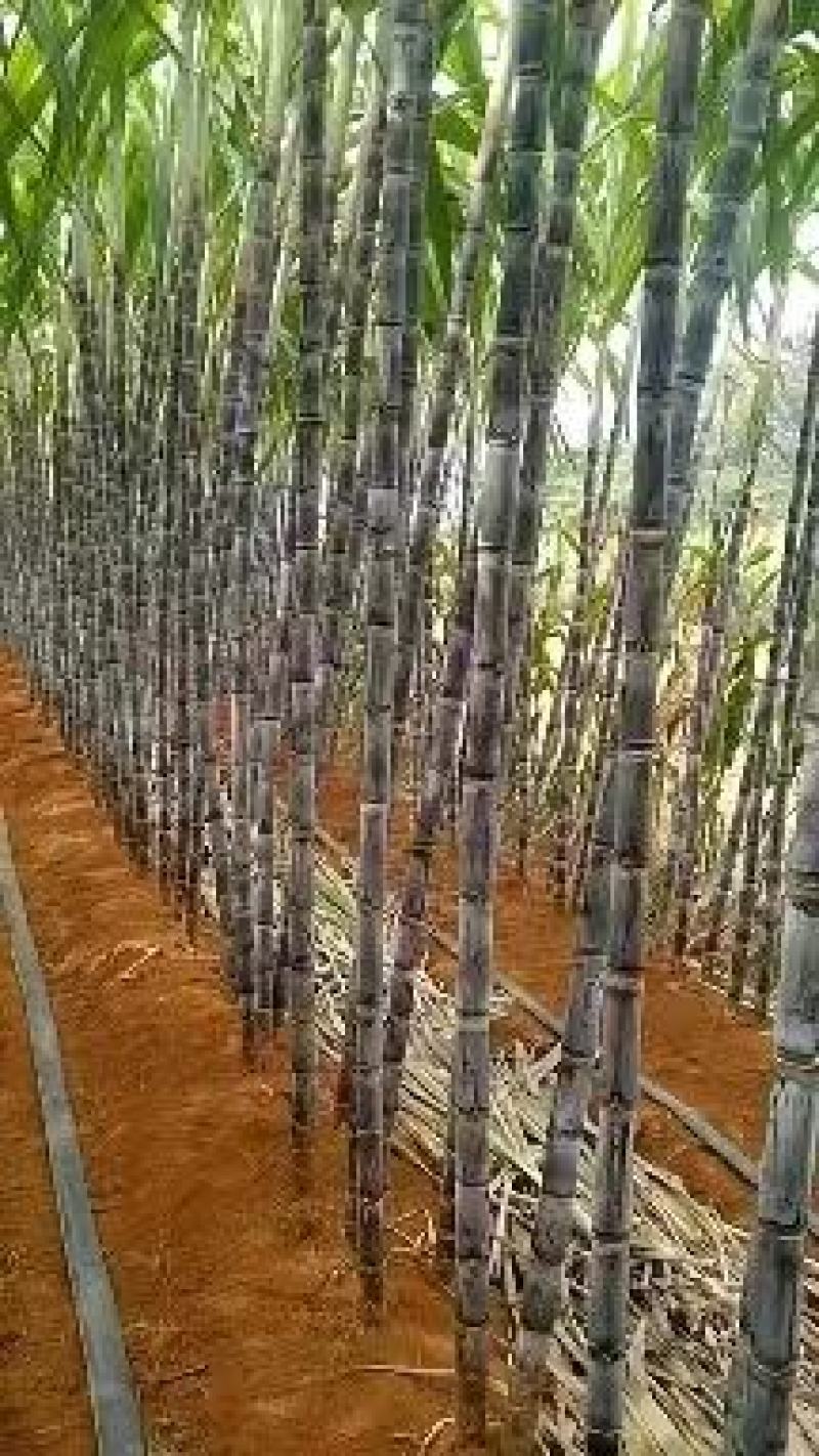 广西黑皮甘蔗脆甜多汁，颜色好，节巴均匀，质量保证
