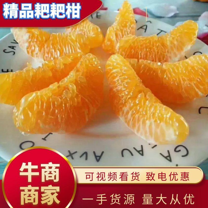 供应100～110的大果好货耙耙柑产地直发量大从优