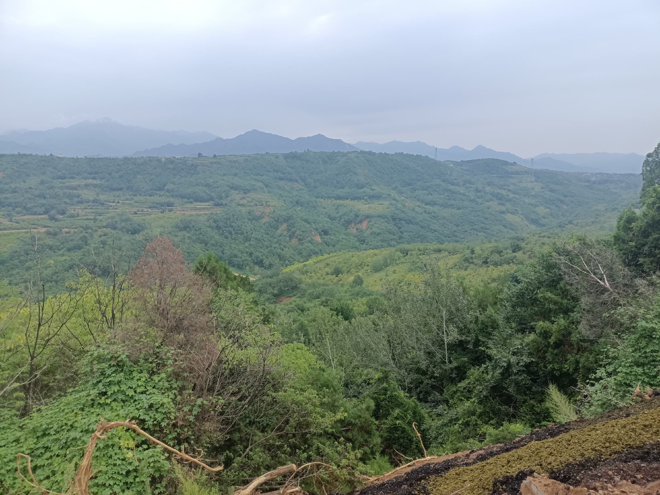 云南漾濞县山区核桃林全景,绿意盎然的山坡上分布着成片的薄皮核桃树 漾濞核桃林