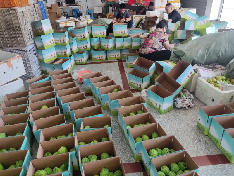 福建漳州黄金百香果钦蜜九号一件代发，社区团购整车
