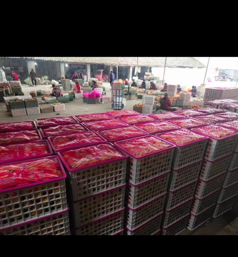 供应链，只对接商超，眉山精品不知火柑桔丑桔，其它勿扰
