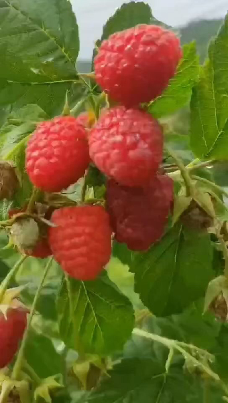 秋萍红树莓