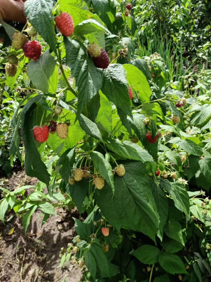 秋萍红树莓