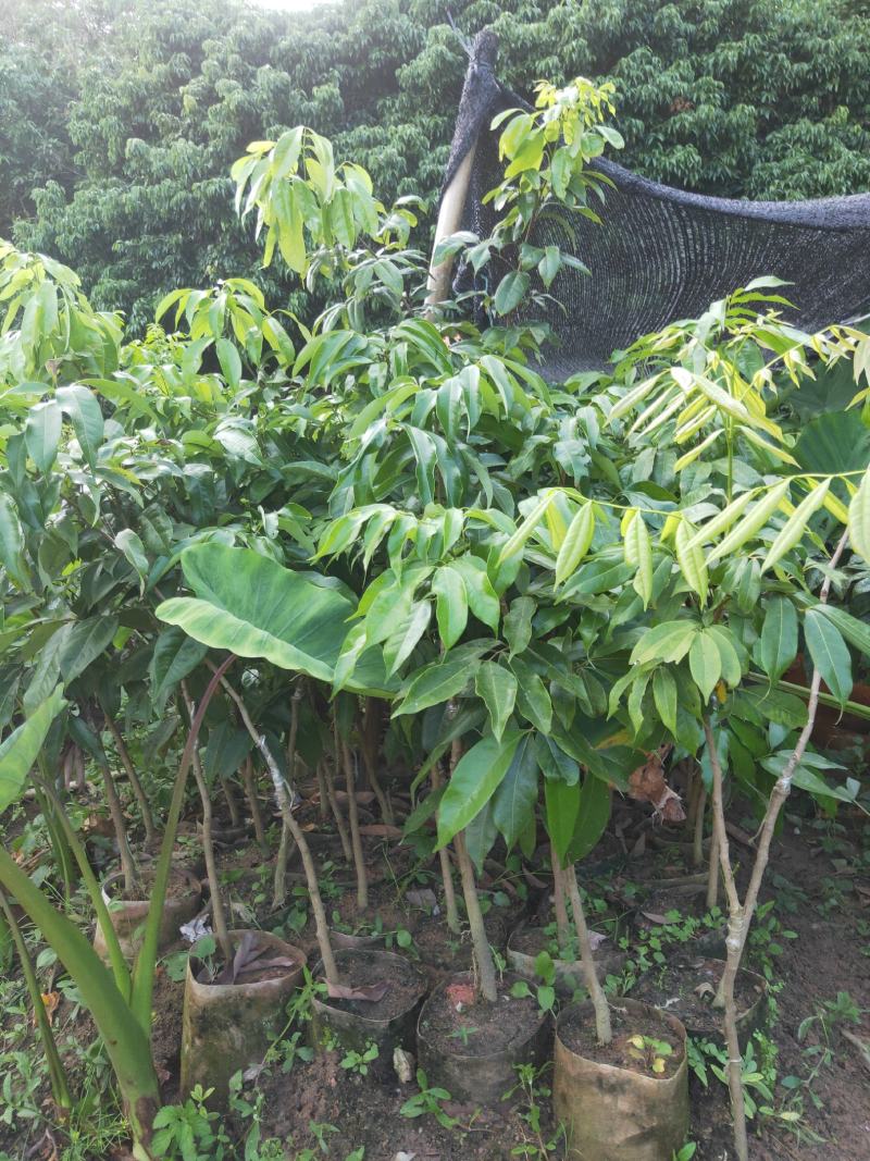 新品种挂绿荔枝苗仙进奉冰荔枝荔枝果树苗嫁接苗带土带叶发货