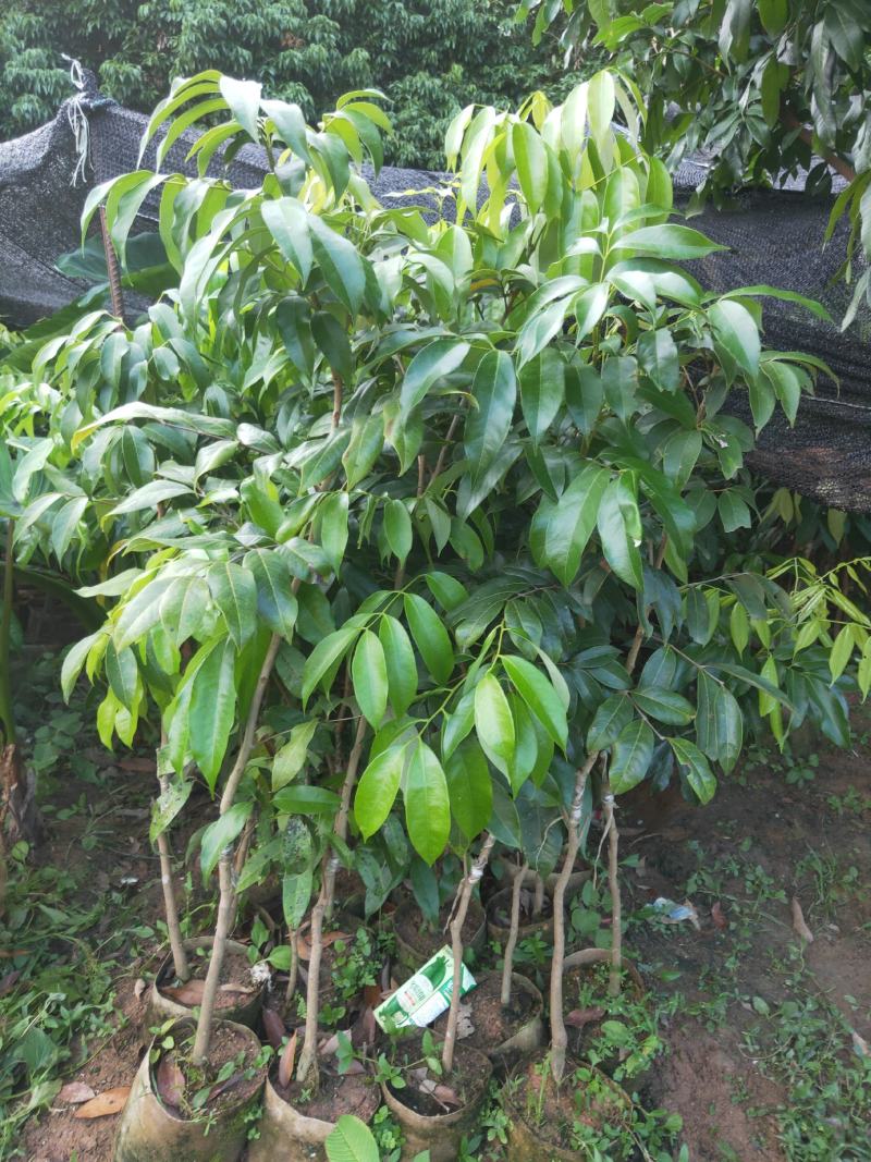 新品种挂绿荔枝苗仙进奉冰荔枝荔枝果树苗嫁接苗带土带叶发货