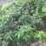 新品种挂绿荔枝苗仙进奉冰荔枝荔枝果树苗嫁接苗带土带叶发货
