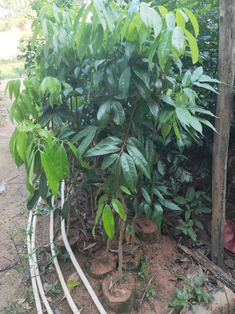 新品种挂绿荔枝苗仙进奉冰荔枝荔枝果树苗嫁接苗带土带叶发货