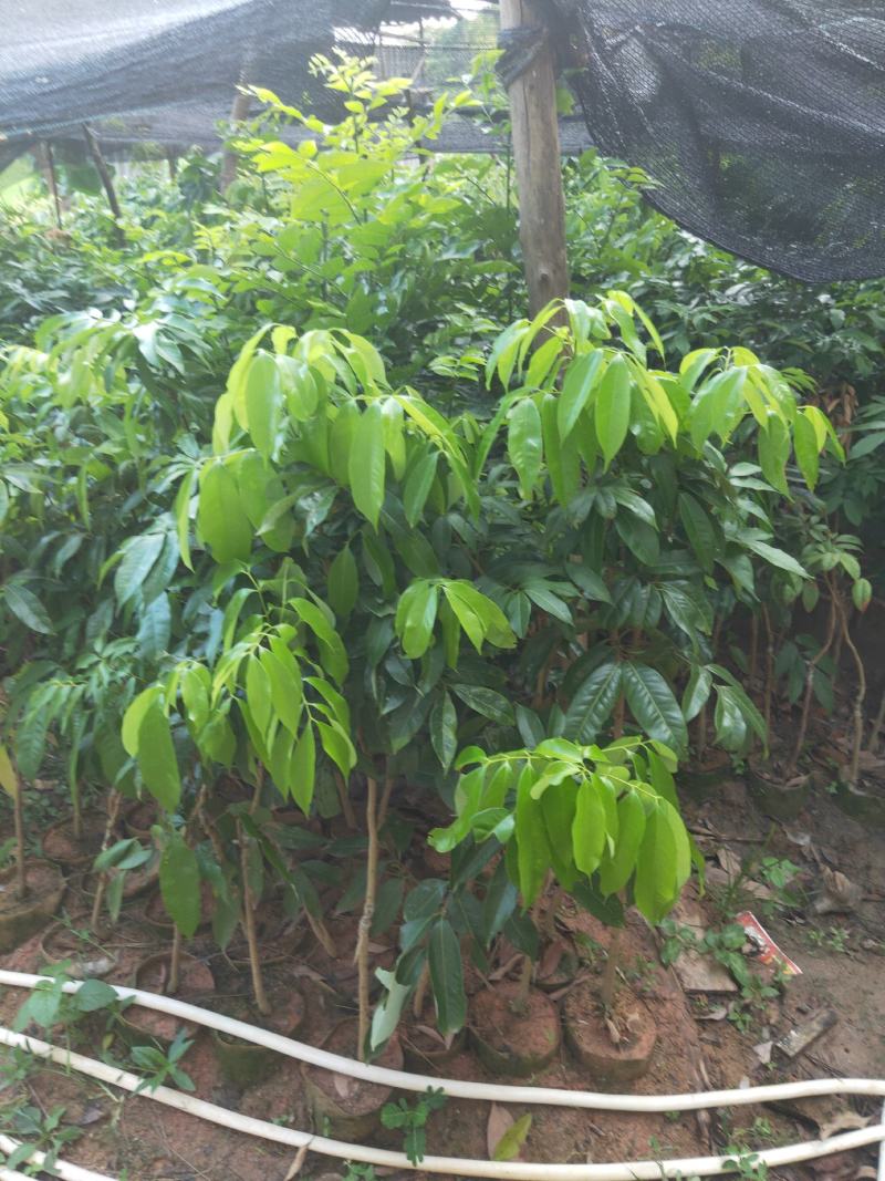 新品种挂绿荔枝苗仙进奉冰荔枝荔枝果树苗嫁接苗带土带叶发货