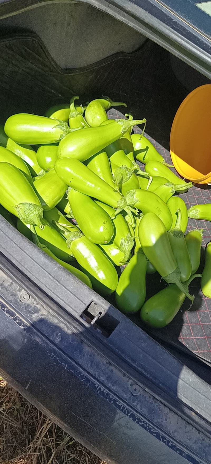 辽10青茄，长期供应，外地可代发