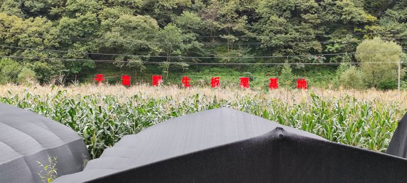 甘肃康县栗子原产地直发