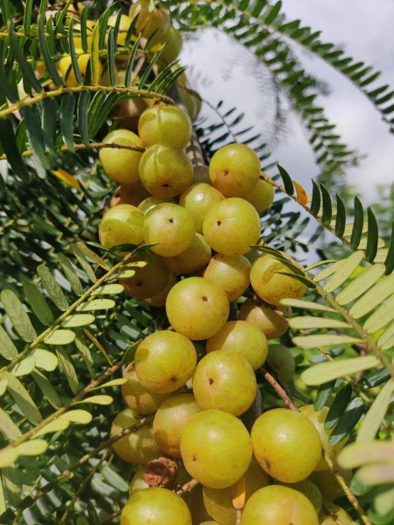 赤皮甜油甘产地发货货量大质量保障欢迎咨询