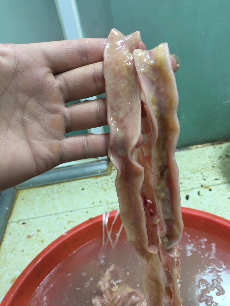 鲜鹅肠，本地鲜鹅肠，厚度，硬度，宽度，全部都是上等