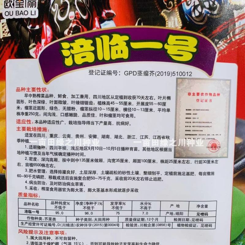 四川特色榨菜种子口感嫩脆，鲜食加工兼用榨菜芥菜种子