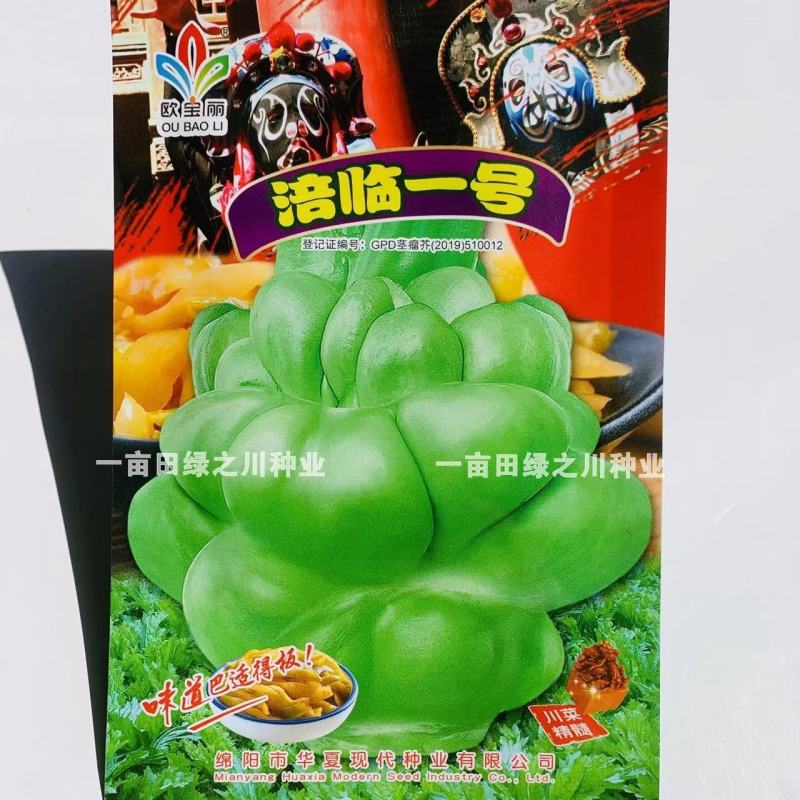 四川特色榨菜种子口感嫩脆，鲜食加工兼用榨菜芥菜种子