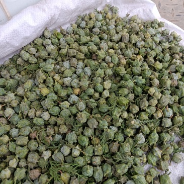 柏树果