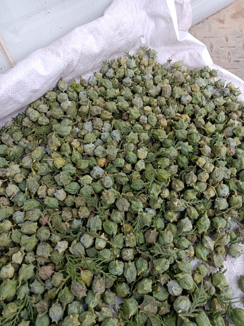 柏树果