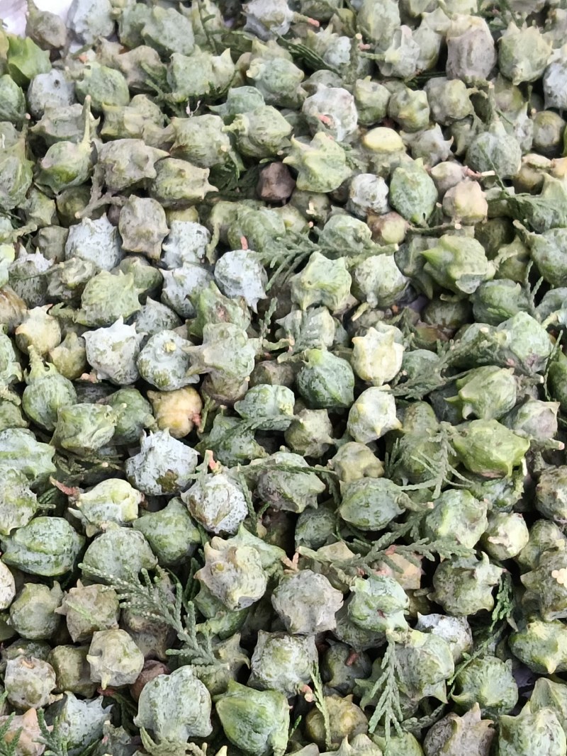 柏树果