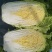 东北黄心大白菜秋宝秋黄秋鹭好菜经销处