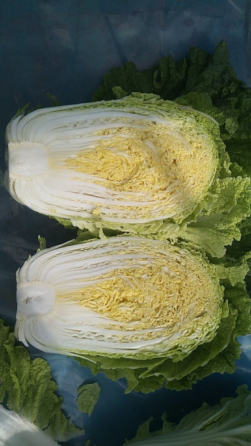 东北黄心大白菜秋宝秋黄秋鹭好菜经销处