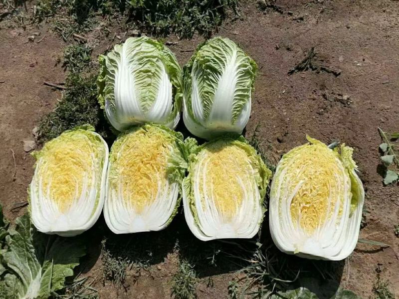 东北黄心大白菜秋宝秋黄秋鹭好菜经销处