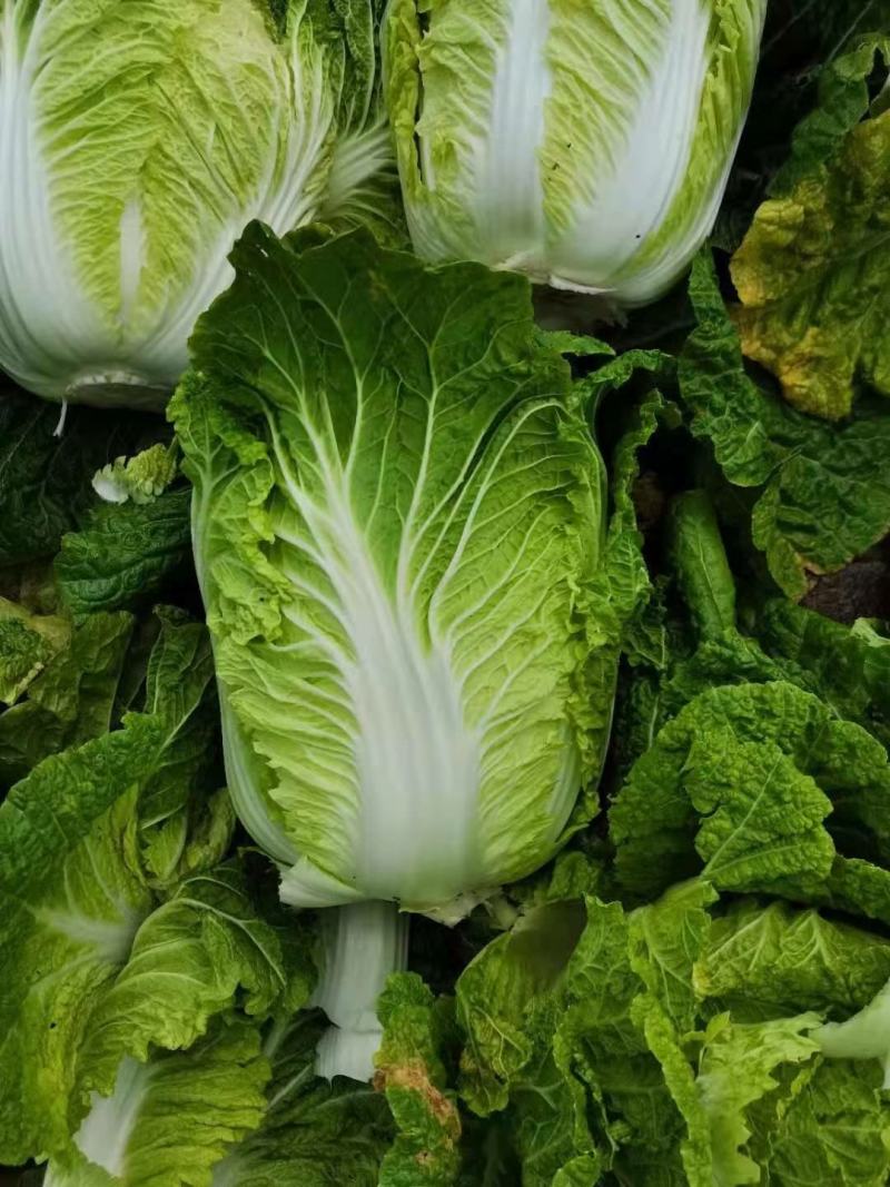东北黄心大白菜秋宝秋鹭大秋黄上市了经销处，
