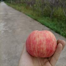 优质矮化苹果苗，蜜脆，鲁丽，华硕，水蜜桃苹等矮化自根粘