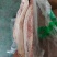 前上肉两片装带肉均匀没有刀伤物美价廉一手厂家