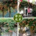 凌霄盆栽美国凌霄苗爬藤植物凌霄花苗阳台绿化中华凌霄苗