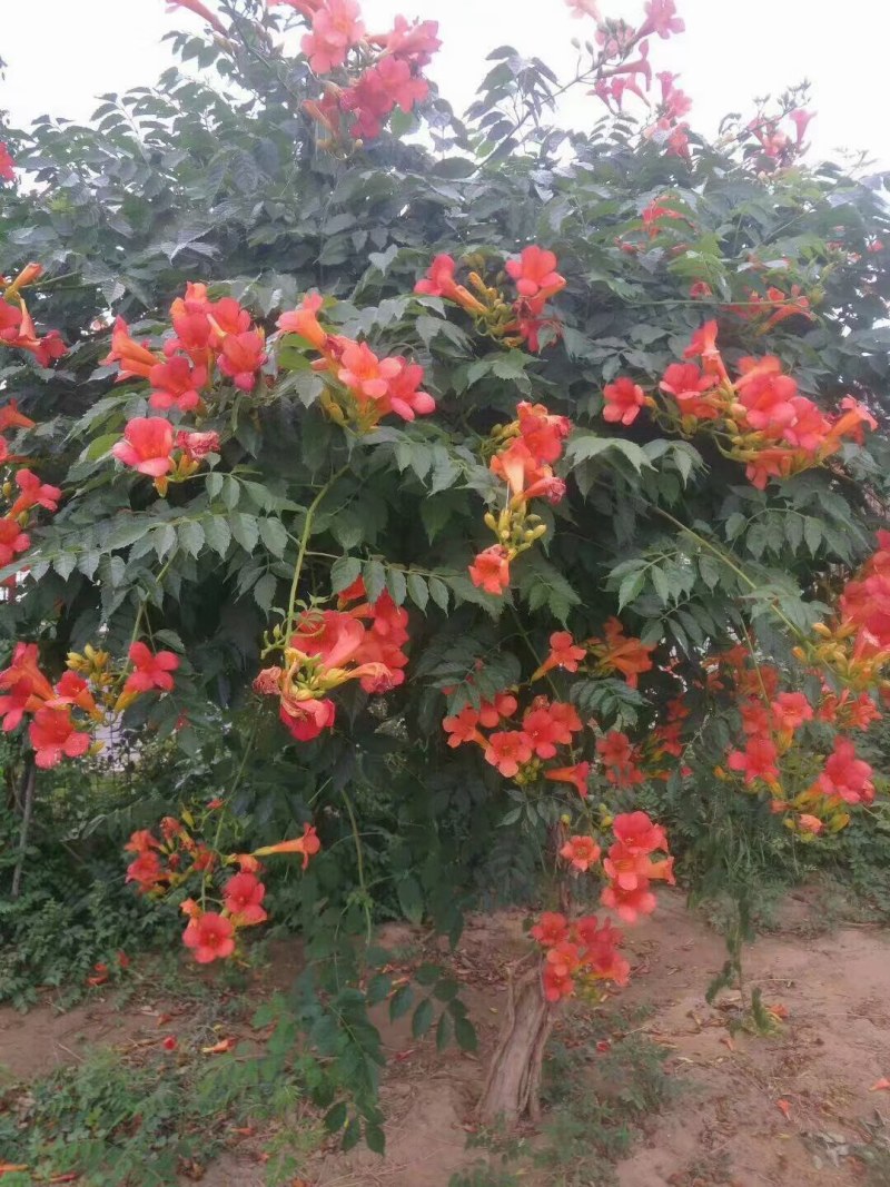 凌霄盆栽美国凌霄苗爬藤植物凌霄花苗阳台绿化中华凌霄苗