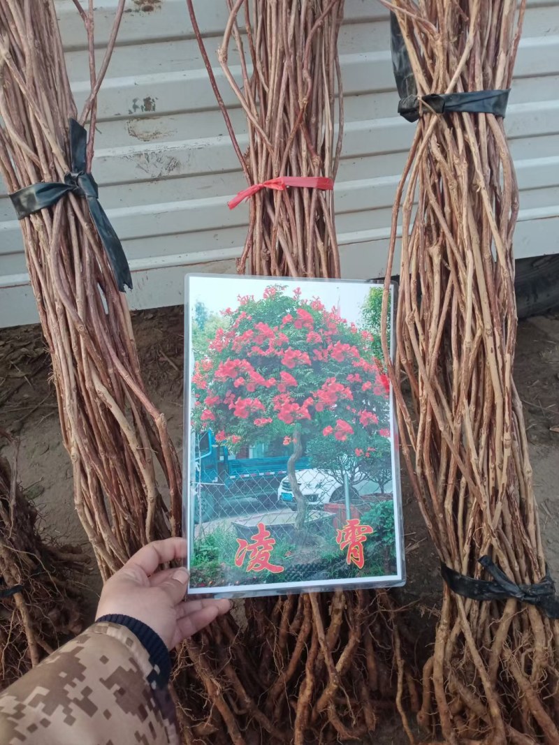 凌霄盆栽美国凌霄苗爬藤植物凌霄花苗阳台绿化中华凌霄苗