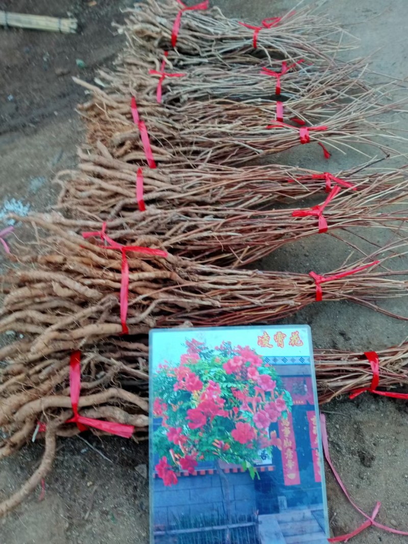 凌霄盆栽美国凌霄苗爬藤植物凌霄花苗阳台绿化中华凌霄苗