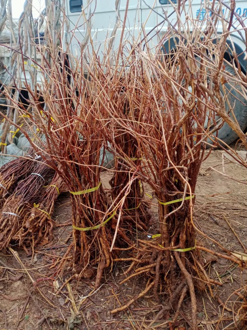 凌霄盆栽美国凌霄苗爬藤植物凌霄花苗阳台绿化中华凌霄苗