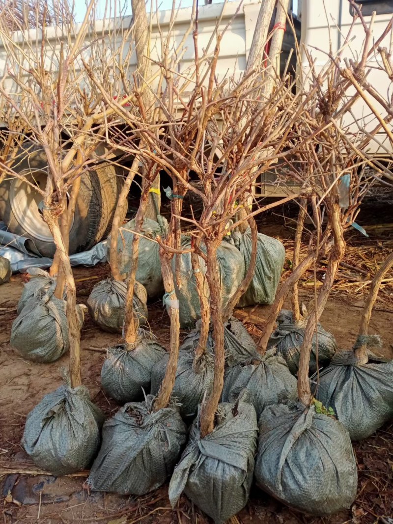 凌霄盆栽美国凌霄苗爬藤植物凌霄花苗阳台绿化中华凌霄苗