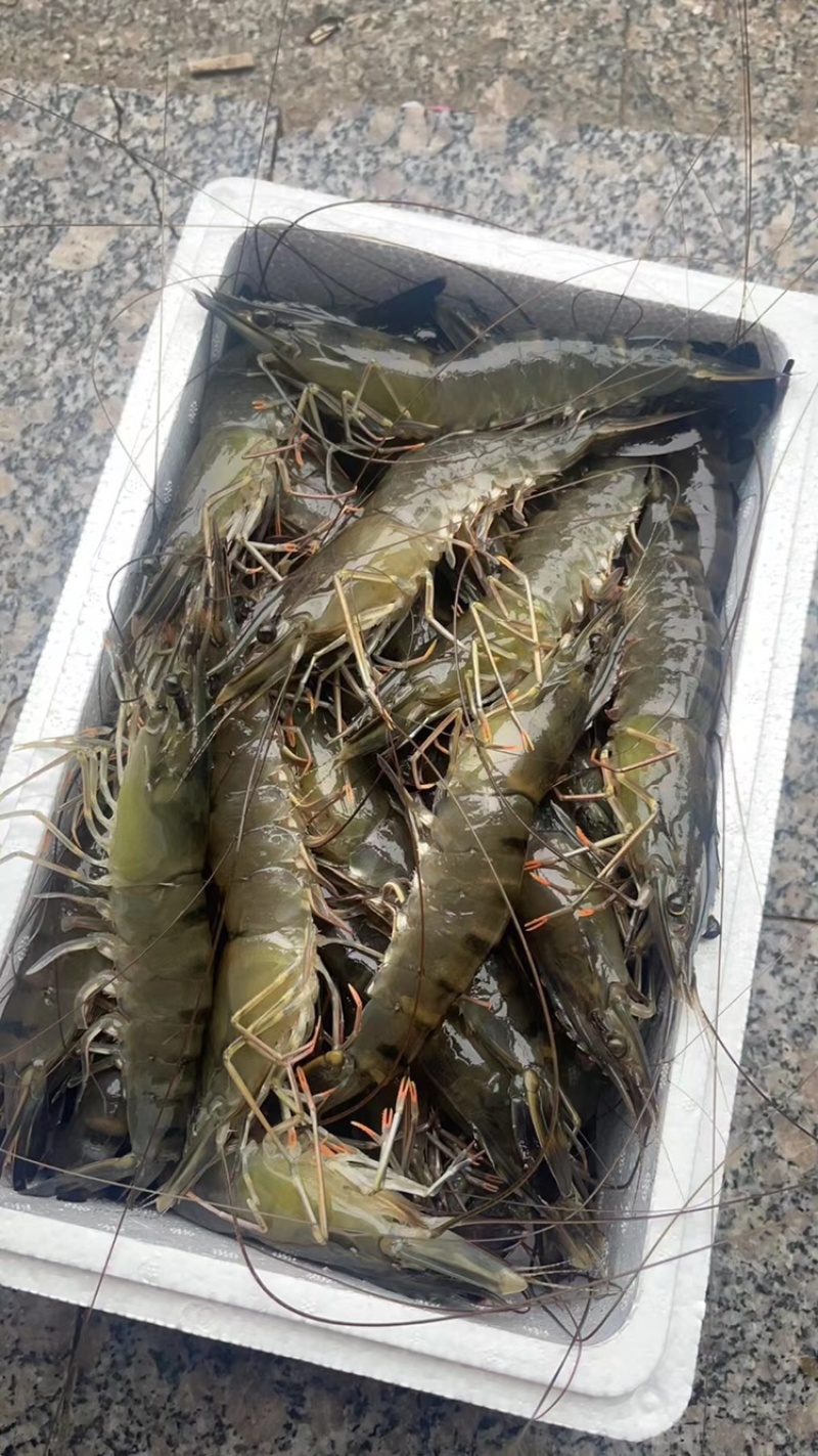 鲜活黑虎虾草虾金刚虾班节王大虾