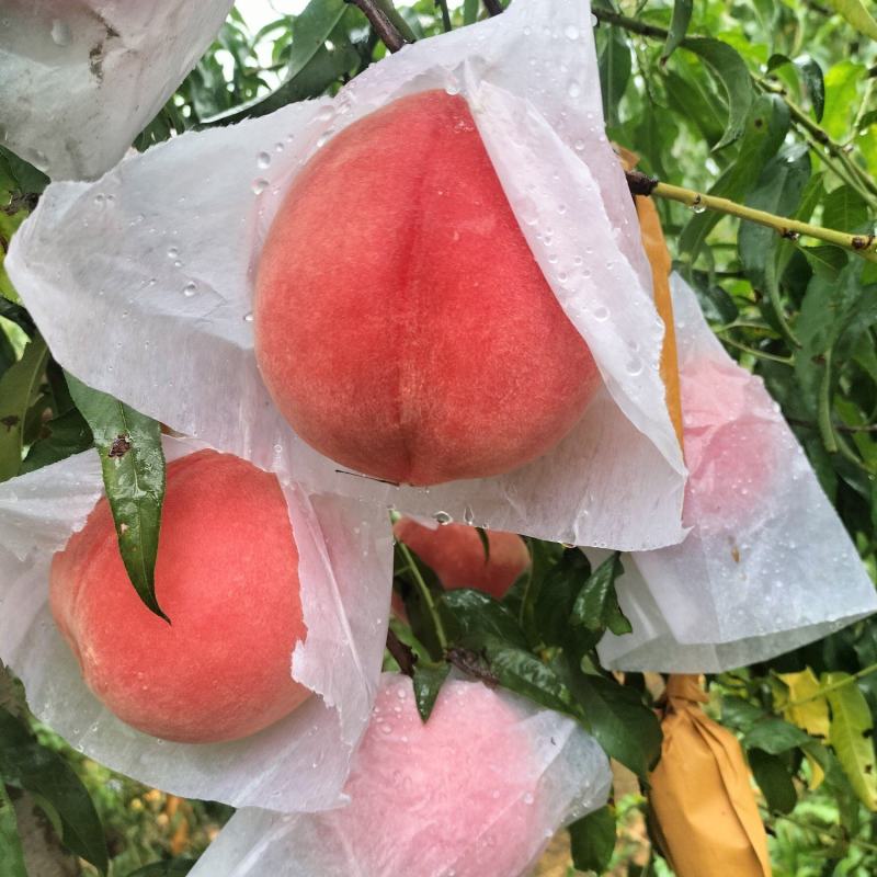 秋彤桃子大量上市