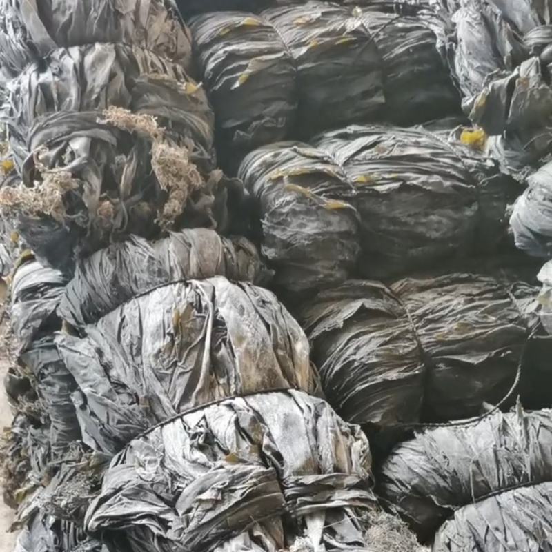 山东海带福建干海带挂菜半挂菜海带皮海带干海带丝压缩海带丝