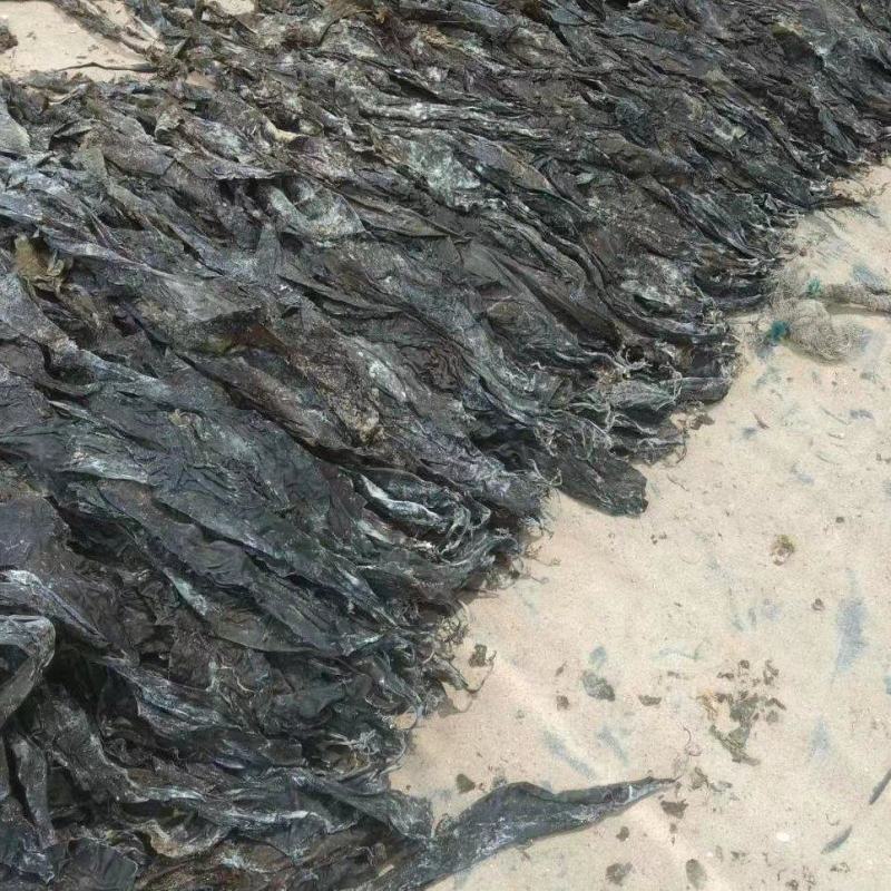 山东海带福建干海带挂菜半挂菜海带皮海带干海带丝压缩海带丝