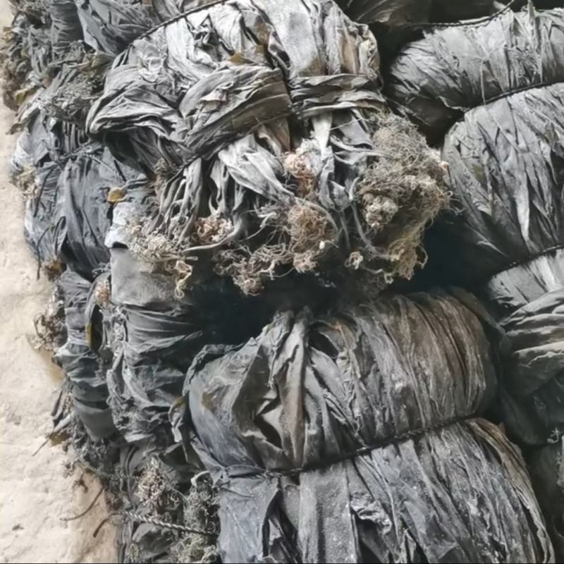 山东海带福建干海带挂菜半挂菜海带皮海带干海带丝压缩海带丝
