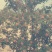 山西运城花椒大红袍花椒量大从优欢迎采购咨询