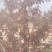 山西运城花椒大红袍花椒量大从优欢迎采购咨询