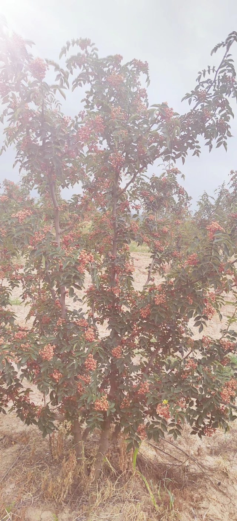 山西运城花椒大红袍花椒量大从优欢迎采购咨询